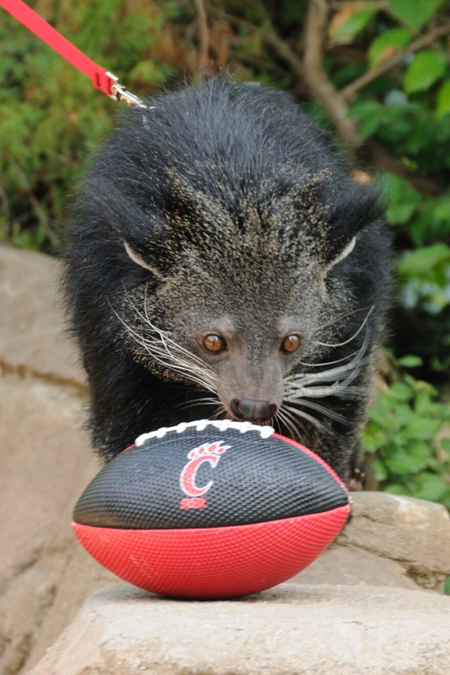 Lucy the Bearcat